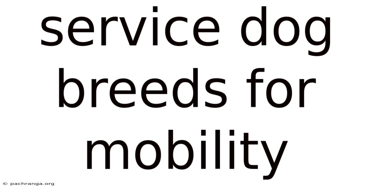 Service Dog Breeds For Mobility